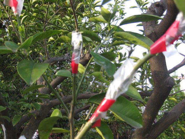 ２０１７年 八朔に温州みかんを接木しました 冒険菜園の 別館 公開備忘録 愛知県西部