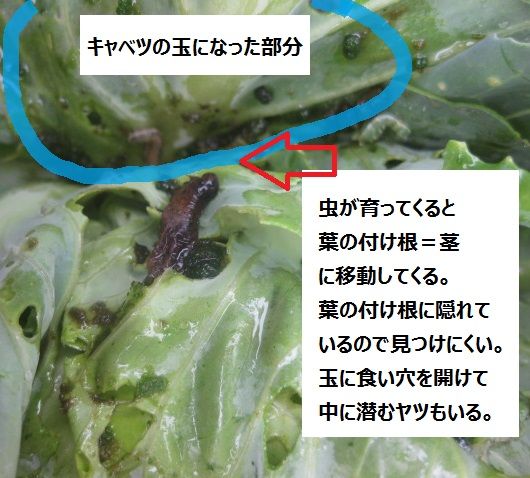 春まきキャベツ 虫食いの観察 と ニコチアナシルベストリス 冒険菜園の 別館 公開備忘録 愛知県西部