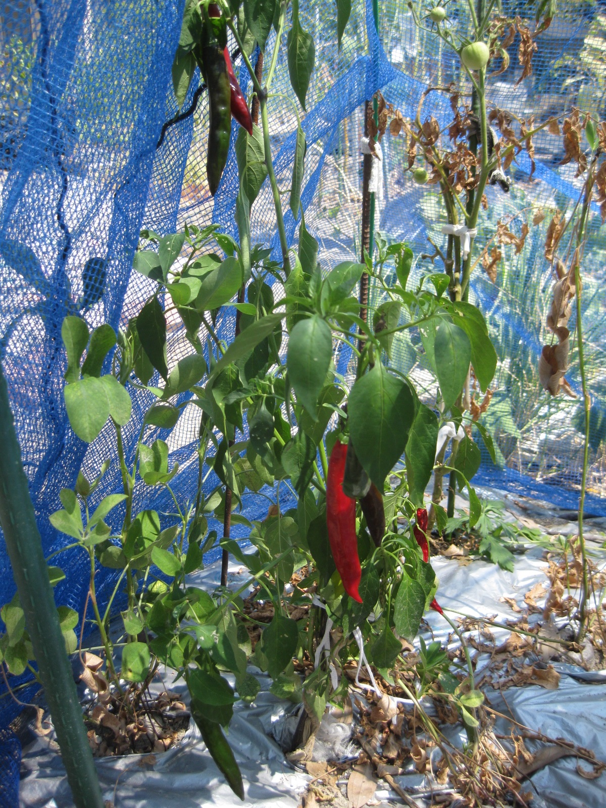 年 酷暑の記録 冒険菜園の 別館 公開備忘録 愛知県西部