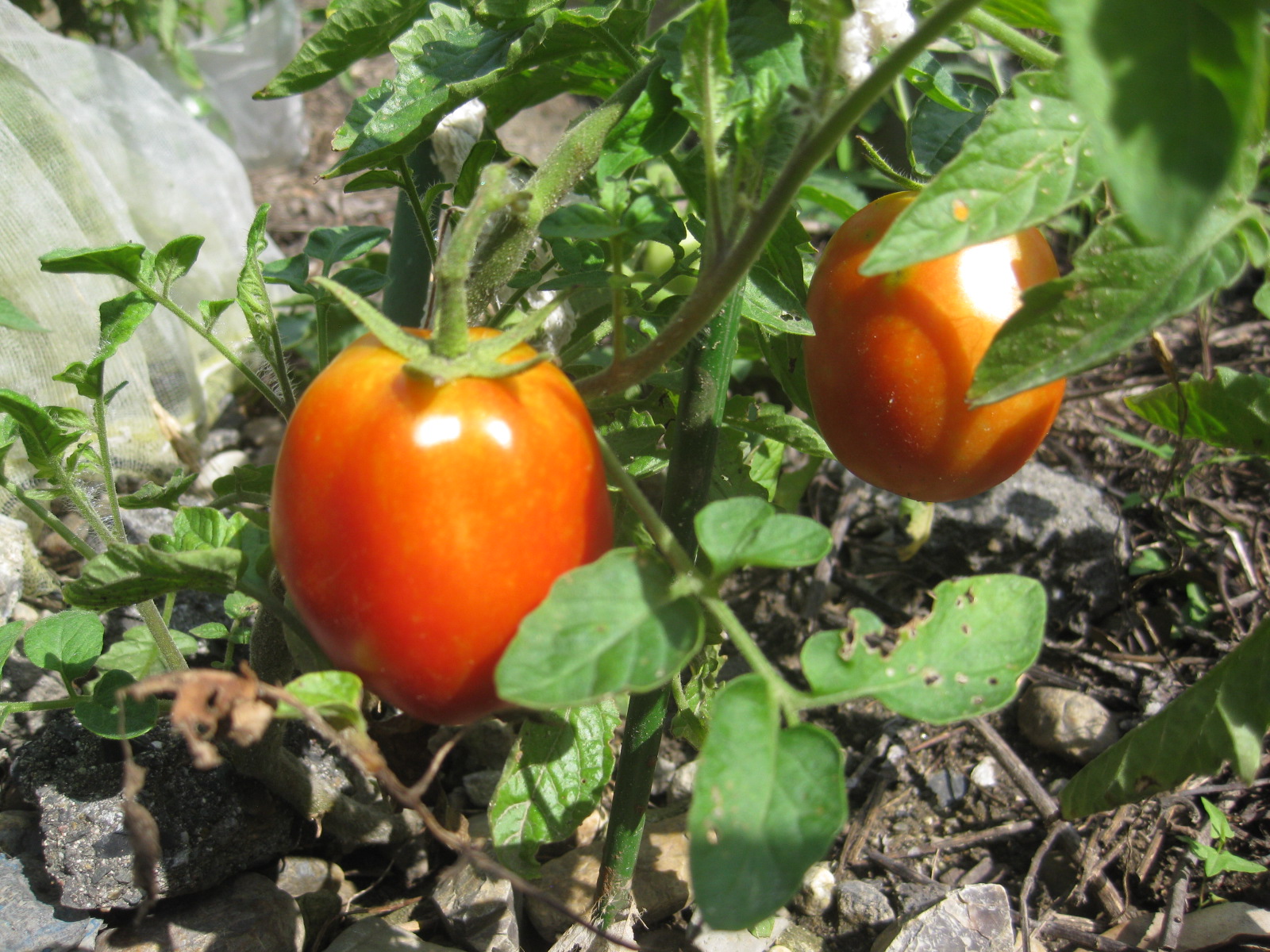 19年 トマトの試食 と トマト考 冒険菜園の 別館 公開備忘録 愛知県西部