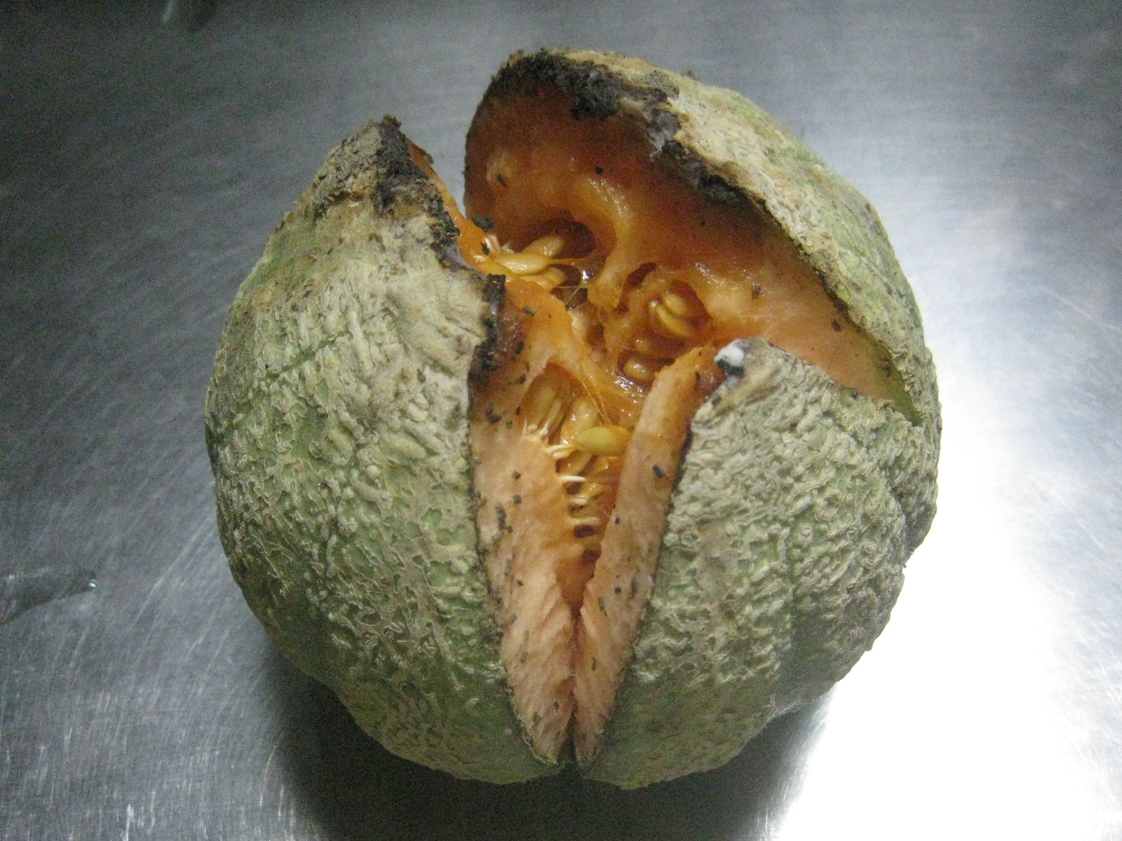 19年 軒下メロン爆発 冒険菜園の 別館 公開備忘録 愛知県西部