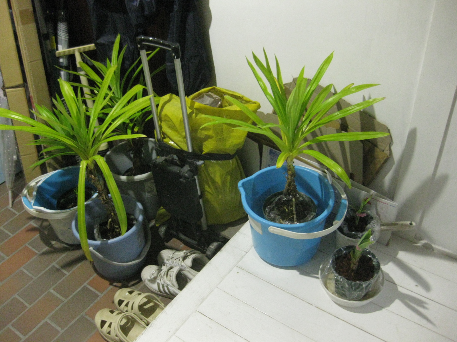 年 一時的にパンダン ガック苗などを家に入れた 冒険菜園の 別館 公開備忘録 愛知県西部