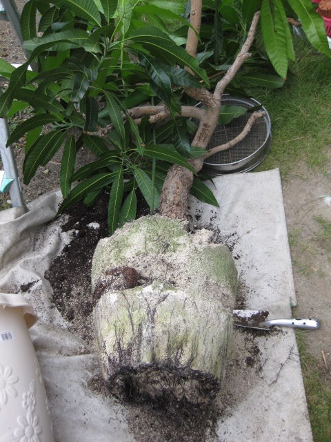 2015年 鉢植えマンゴー植替え強行 冒険菜園の 別館 公開備忘録 愛知県西部 2015年 鉢植えマンゴー植替え強行 冒険菜園の 別館 公開備忘録 愛知県西部