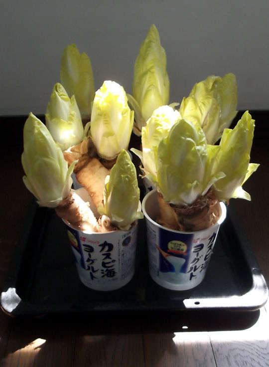 2012年 チコリーの軟白栽培 その4 冒険菜園の 別館 公開備忘録 愛知県西部 2012年 チコリーの軟白栽培 その4 冒険菜園の 別館 公開備忘録 愛知県西部