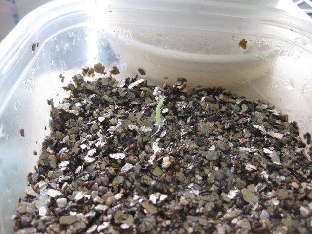 雲南バナナの発芽 ２０１４年１１月 ２０１５年１月 冒険菜園の 別館 公開備忘録 愛知県西部