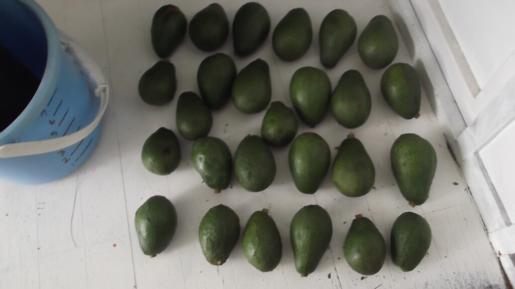 ポポー、サスケハンナとシェナンドー2品種各1本セット ポポー、サスケハンナとシェナンドー2品種各1本セット ポポー