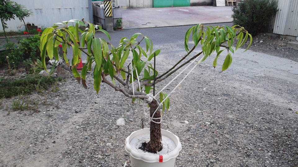 マンゴーを植え替えました 冒険菜園の 別館 公開備忘録 愛知県西部