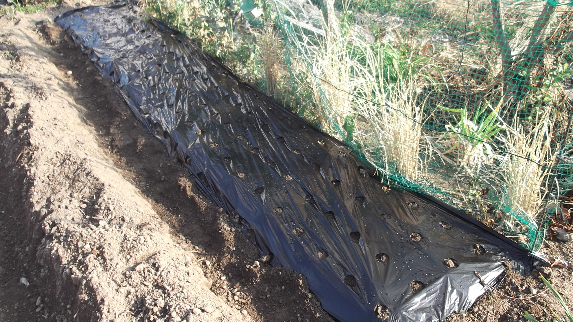 21年 ソラマメの種を蒔いた 今頃 冒険菜園の 別館 公開備忘録 愛知県西部