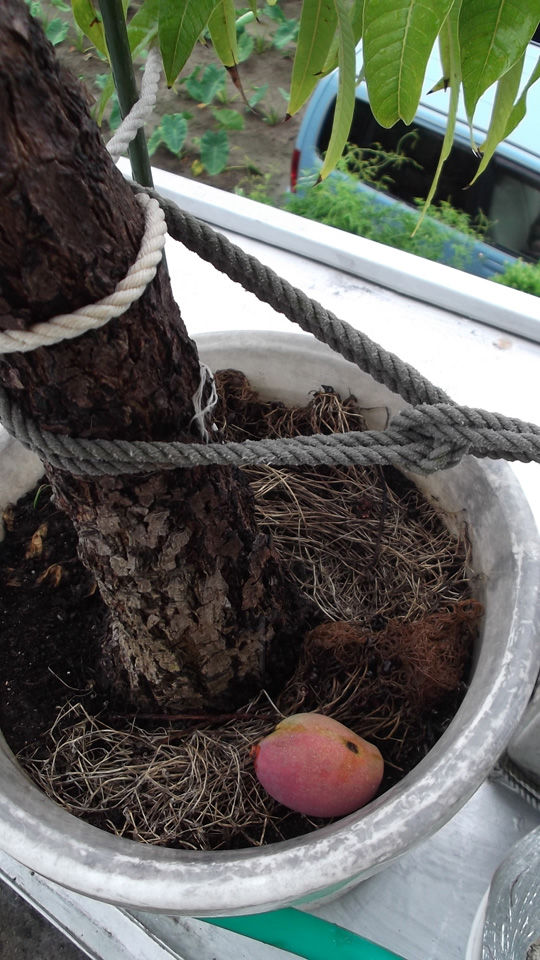 鉢植えマンゴーの状況 今年も果実の収穫は無理でした 冒険菜園の 別館 公開備忘録 愛知県西部