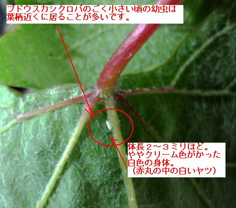 20100531ｽｶｼｸﾛﾊﾞ1茎付近に居るweb説明入