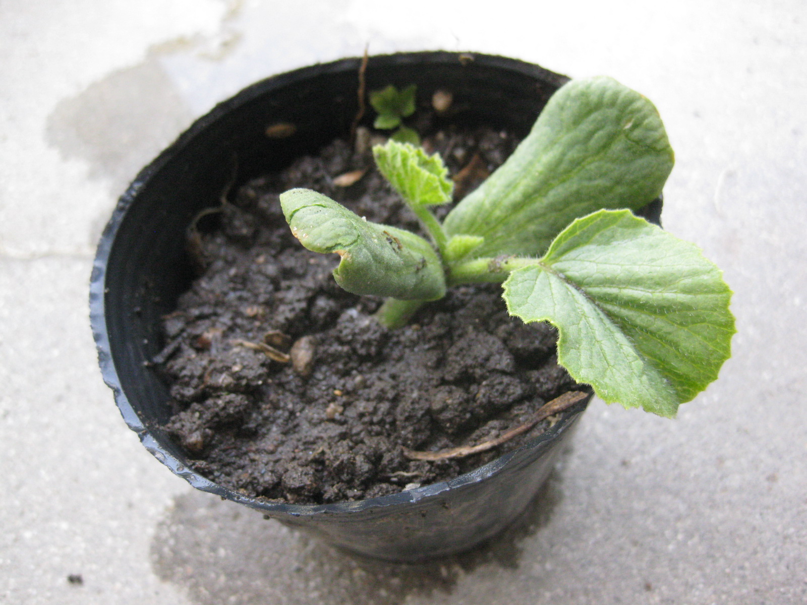 年 2回めの黒たまごスイカを南瓜に接ぎ木な挑戦 冒険菜園の 別館