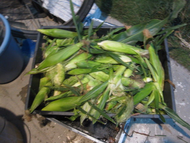 ２０１８年 雄花にほとんど花粉がなかったトウモロコシ収穫 冒険菜園の 別館 公開備忘録 愛知県西部