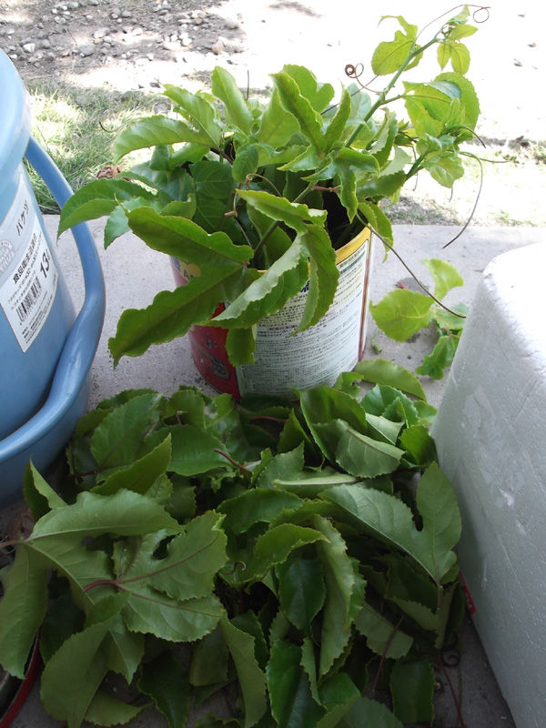 12年 パッションフルーツ栽培は失敗しました 冒険菜園の 別館 公開備忘録 愛知県西部