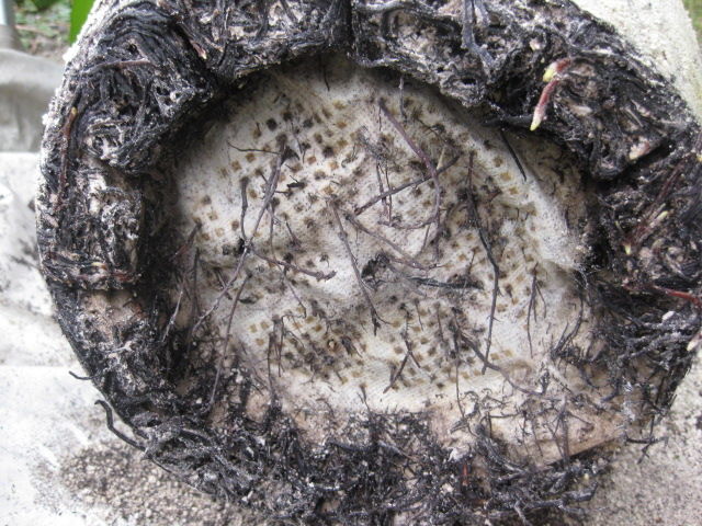 ２０１５年 鉢植えマンゴー植替え強行 冒険菜園の 別館 公開備忘録 愛知県西部