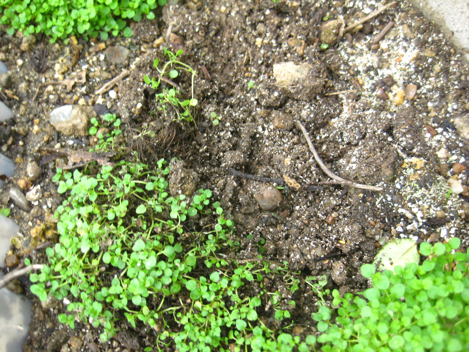 年 長梅雨でコルシカミント根腐れとダメモトで移植 冒険菜園の 別館 公開備忘録 愛知県西部