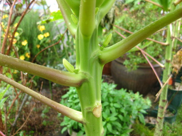 ２０１７年 パパイヤ の様子 雄花ばかりです 冒険菜園の 別館 公開備忘録 愛知県西部