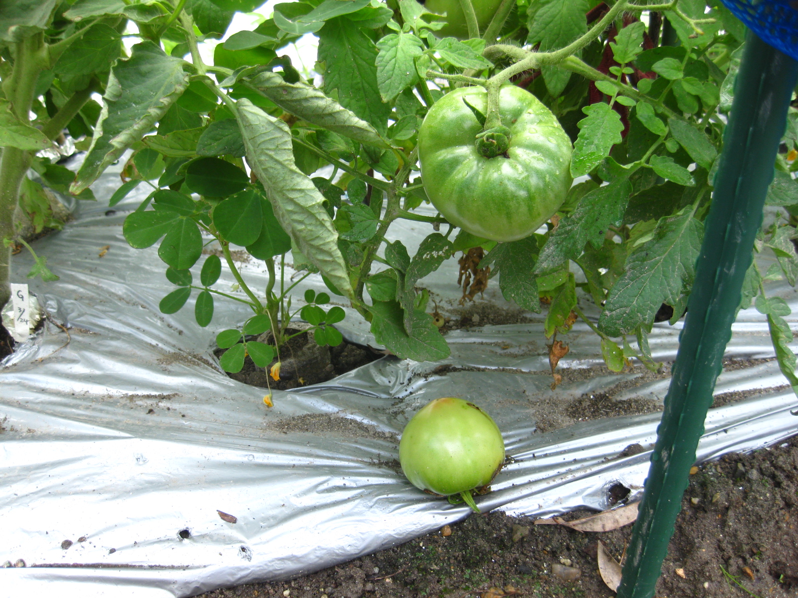 年 Iトマトもタバコガに食害されていた 冒険菜園の 別館 公開備忘録 愛知県西部