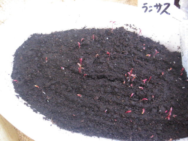 2016年 ベトナムの種子 レッドアマランサス 随時 追記 冒険菜園の 別館 公開備忘録 愛知県西部 2016年 ベトナムの種子 レッドアマランサス 随時 追記 冒険菜園の 別館 公開備忘録 愛知県西部