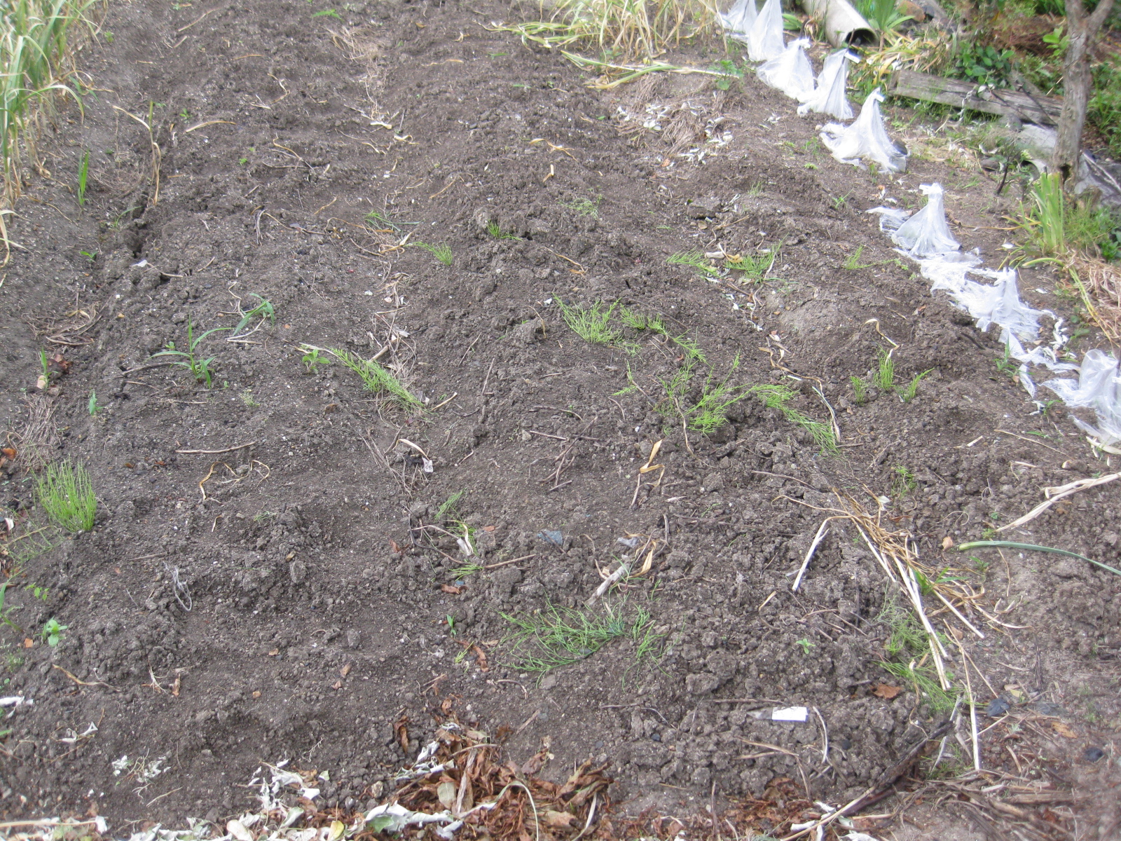 年 自家採種暖地系ニンニク収穫 失敗 と 次回の計画 冒険菜園の 別館 公開備忘録 愛知県西部