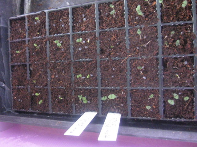２０１６年 バジルミニトマト ナス ピーマンの発芽 冒険菜園の 別館 公開備忘録 愛知県西部
