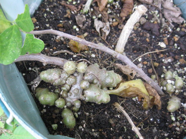 16年 雲南百薬 オカワカメ ムカゴと根 冒険菜園の 別館 公開備忘録 愛知県西部