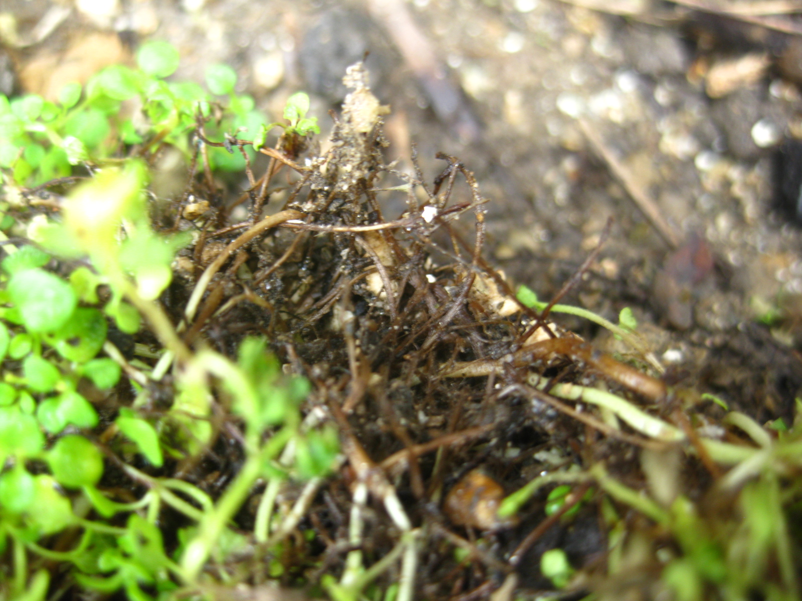 年 長梅雨でコルシカミント根腐れとダメモトで移植 冒険菜園の 別館 公開備忘録 愛知県西部 年 長梅雨でコルシカミント根腐れとダメモトで移植 冒険菜園の 別館 公開備忘録 愛知県西部