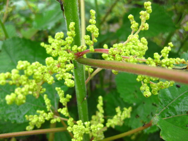 冒険菜園の「別館」(公開備忘録・愛知県西部）草花      ２０１７年、カラムシの様子、、ガの食害    コメント