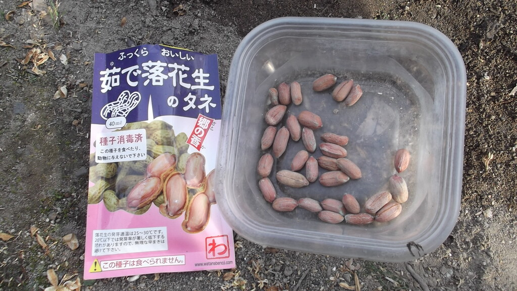 21年 落花生の種まき Update2 冒険菜園の 別館 公開備忘録 愛知県西部