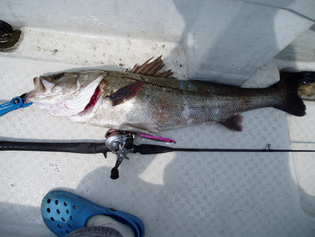 seabass001