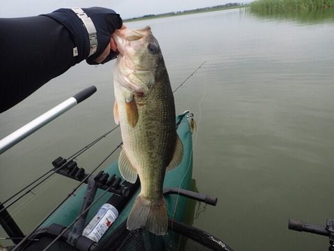P8104442_43cm1400g
