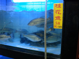 china_bass
