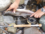 pinksalmon5