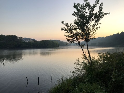 F沼朝