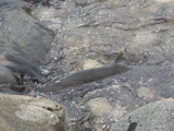 pinksalmon2