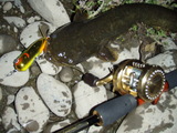 namazu070608heddon