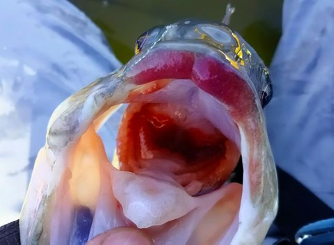 �饫���Х�