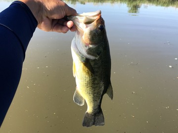 プラ魚