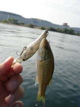 babybass