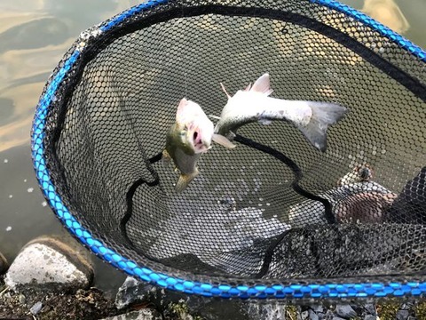 友釣り