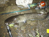namazu070611muskyjitter3