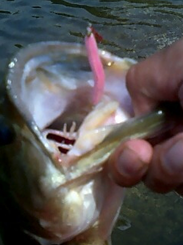 �����꡼�󥷥�å� 2