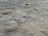 pinksalmon1
