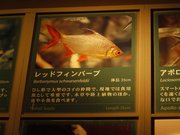 20090805_05