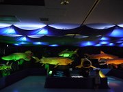 20090805_11