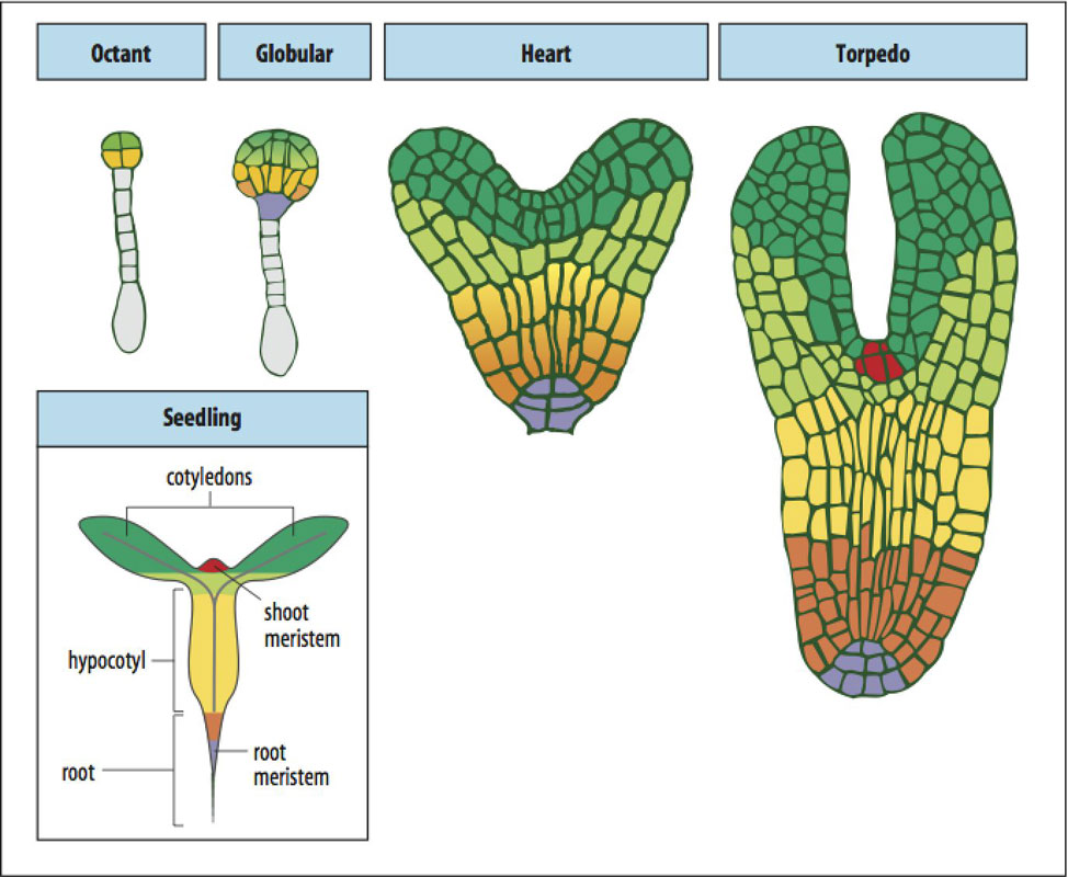 植物の受精と発生 | ねこでもわかる生物学