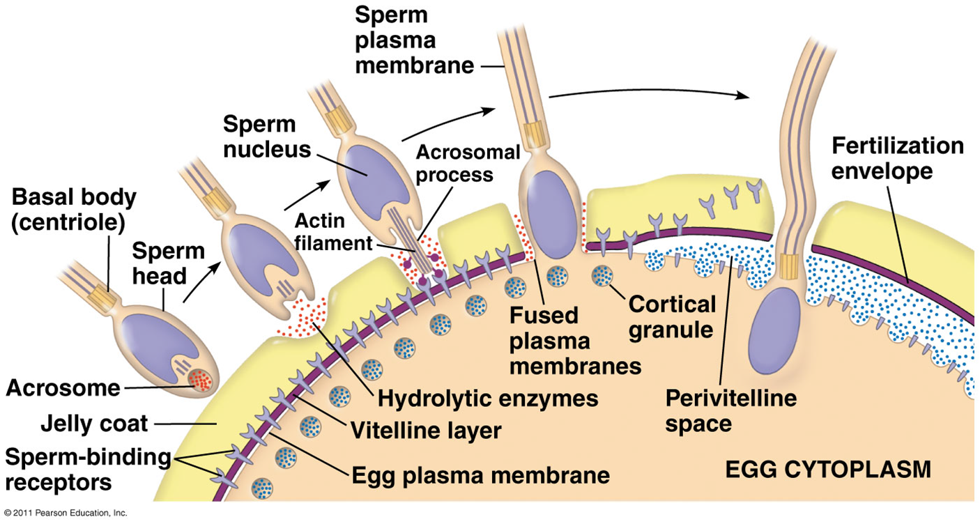 процесс проникновения спермы в матку фото 40