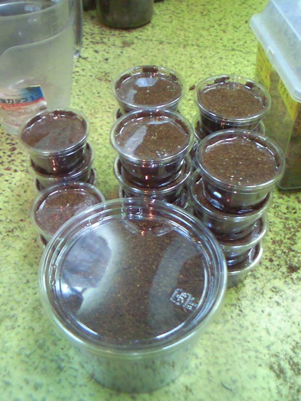 ジョンストンメンガタ割り出し。 : ノコノコ飼育記