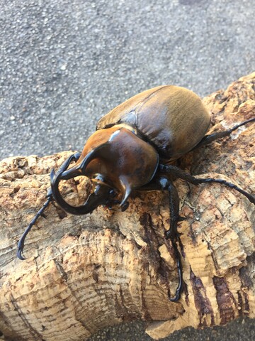 ギアスプランディ爆産体制で羽化！ : ノコノコ飼育記