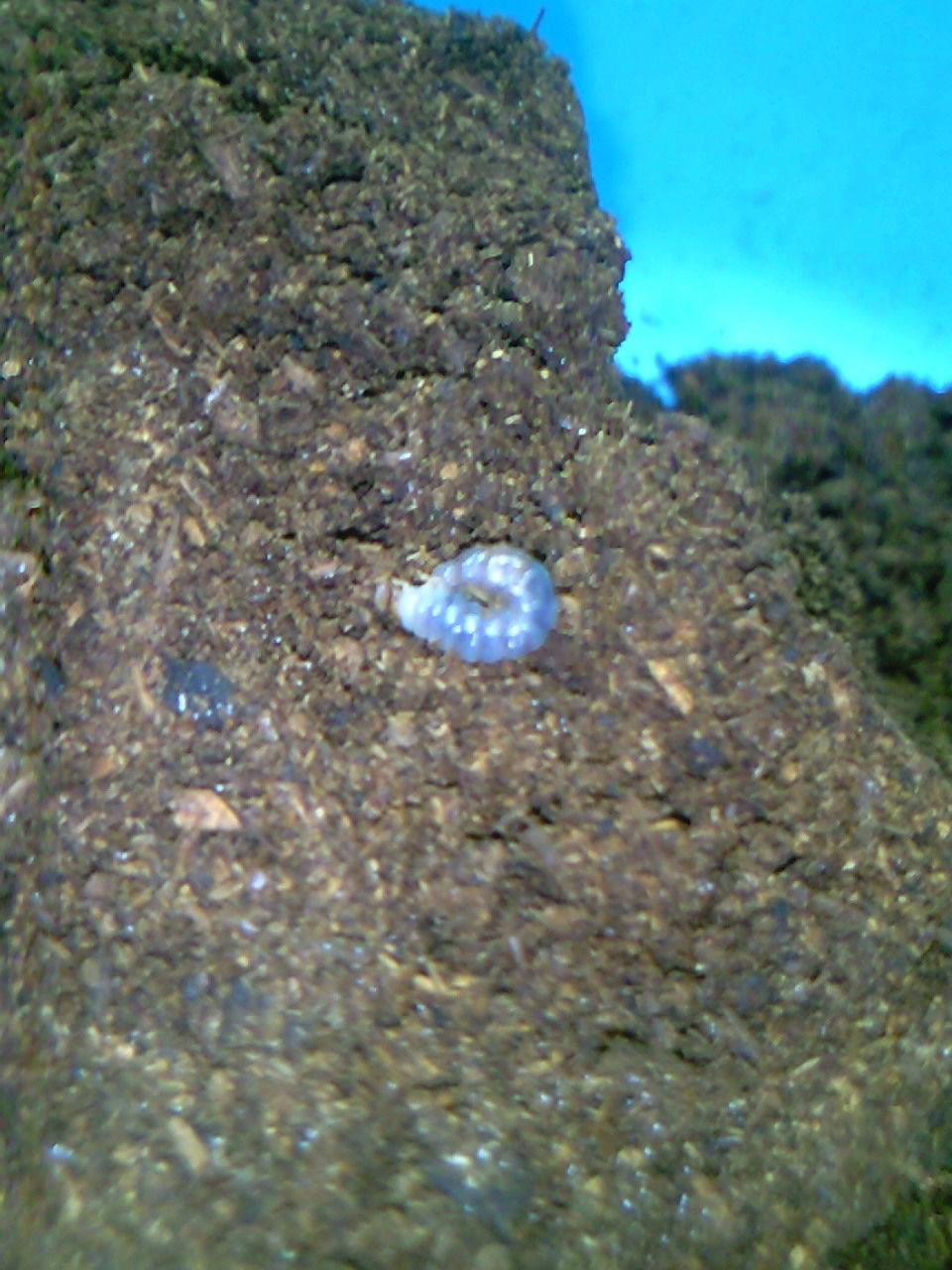 ジョンストンメンガタ割り出し。 : ノコノコ飼育記