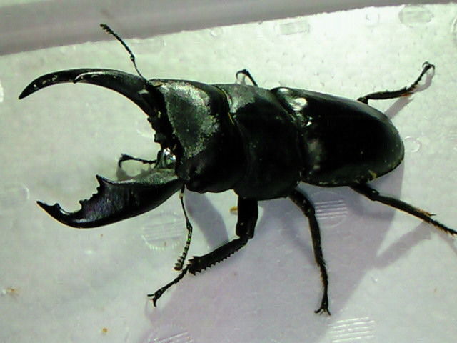 ☆新成虫☆パラワンオオヒラタクワガタ♂104ミリ♀50ミリペア